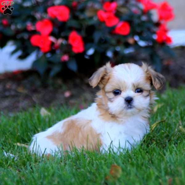 Truly, Shih Tzu Puppy