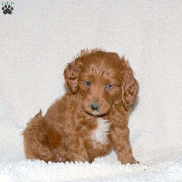 Truman, Mini Goldendoodle Puppy