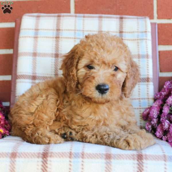 Truman, Mini Goldendoodle Puppy