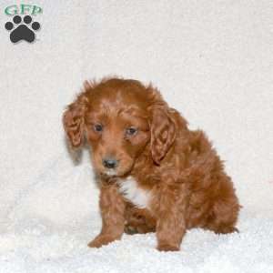 Truman, Mini Goldendoodle Puppy