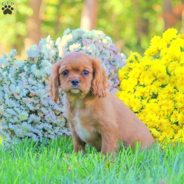 Trump, Cavalier King Charles Spaniel Puppy