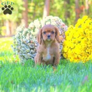 Trump, Cavalier King Charles Spaniel Puppy