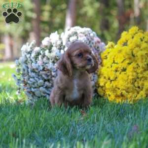 Trump, Cavalier King Charles Spaniel Puppy