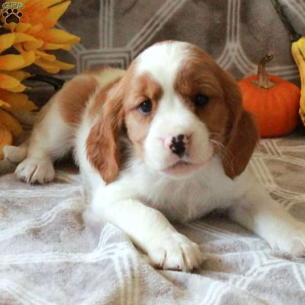 Tucker, Cavalier King Charles Mix Puppy