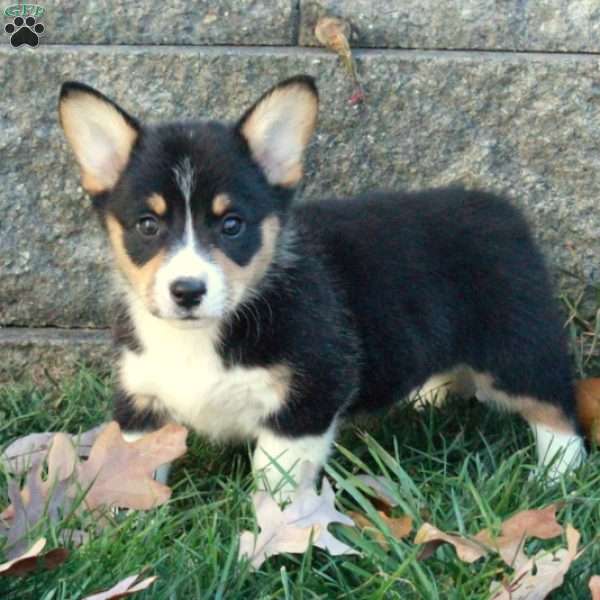 Tucker, Pembroke Welsh Corgi Puppy