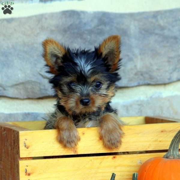 Tucker, Yorkie Puppy