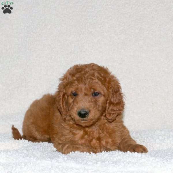 Tucker, Mini Goldendoodle Puppy