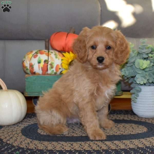 Tucker, Cavapoo Puppy