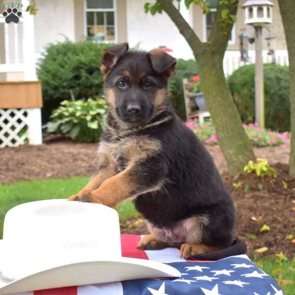 Tucker, German Shepherd Puppy