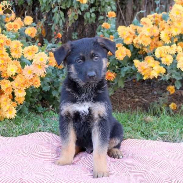 Tucker, German Shepherd Puppy