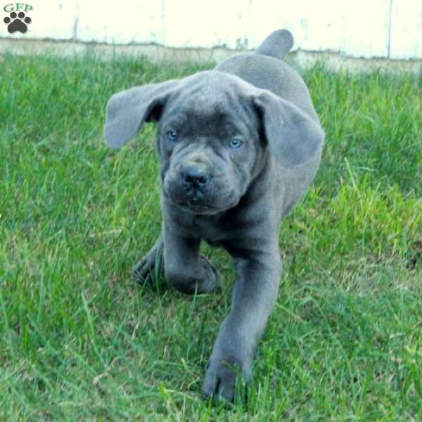 Tucker, Cane Corso Puppy