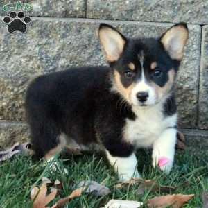 Tucker, Pembroke Welsh Corgi Puppy