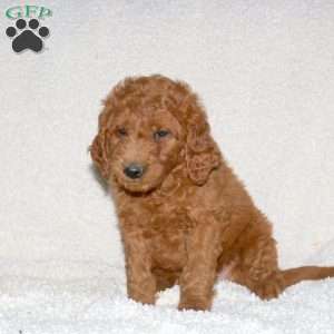 Tucker, Mini Goldendoodle Puppy