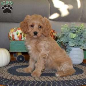 Tucker, Cavapoo Puppy