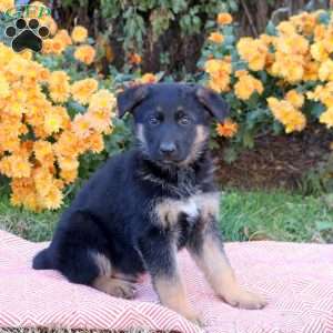 Tucker, German Shepherd Puppy