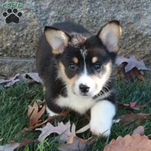 Tucker, Pembroke Welsh Corgi Puppy