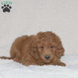 Tucker, Mini Goldendoodle Puppy