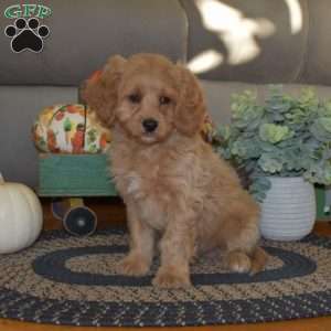 Tucker, Cavapoo Puppy