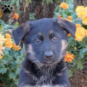 Tucker, German Shepherd Puppy