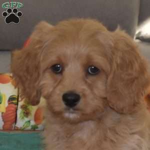 Tucker, Cavapoo Puppy