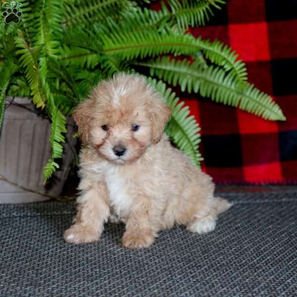 Tucker, Maltipoo Puppy