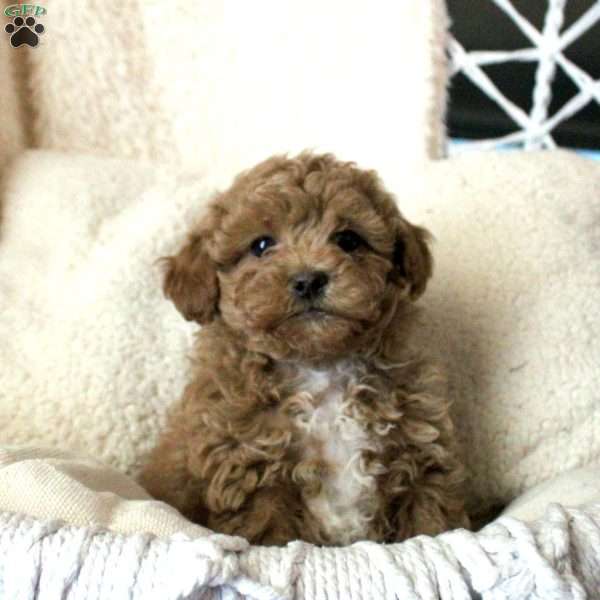 Tucker, Toy Poodle Puppy