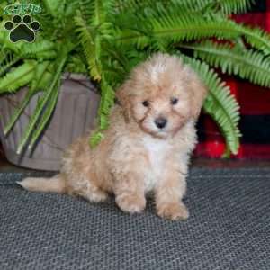 Tucker, Maltipoo Puppy