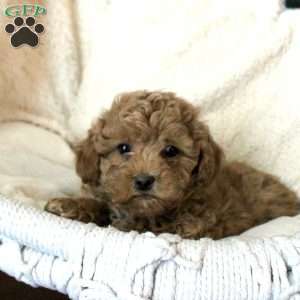 Tucker, Toy Poodle Puppy