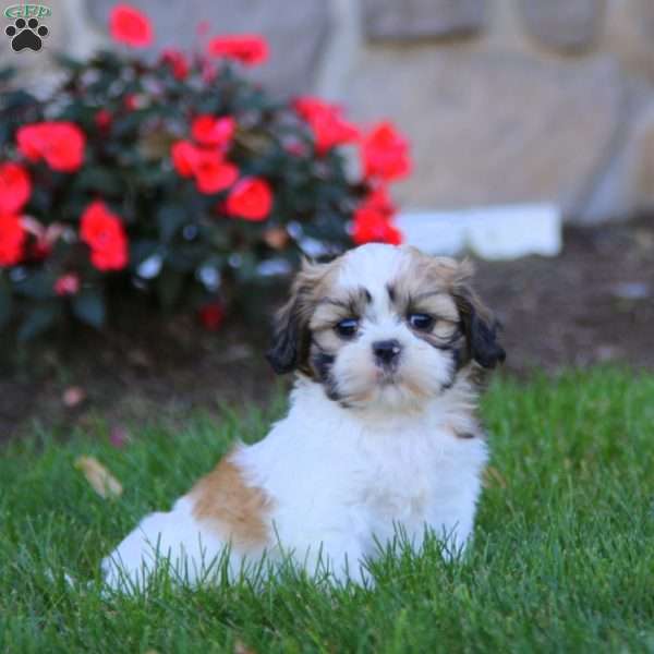 Tucker, Shih Tzu Puppy