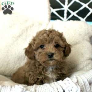 Tucker, Toy Poodle Puppy