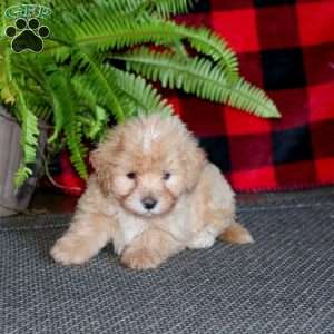 Tucker, Maltipoo Puppy