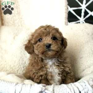 Tucker, Toy Poodle Puppy