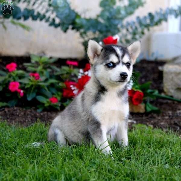 Tulip, Pomsky Puppy