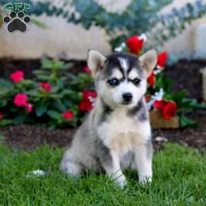 Tulip, Pomsky Puppy