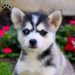 Tulip, Pomsky Puppy