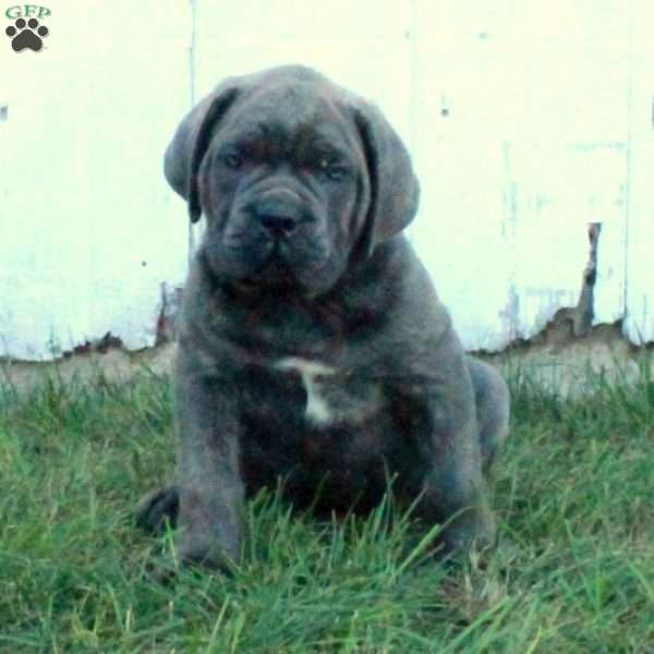 Turtle, Cane Corso Puppy