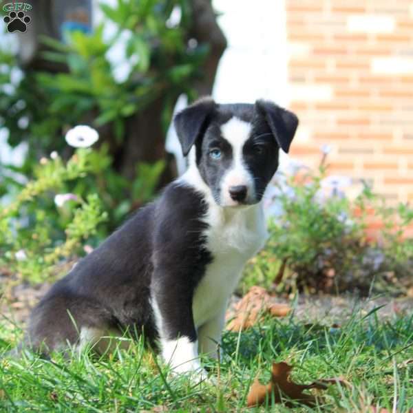 Twila, Border Collie Puppy