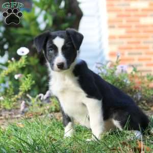 Twila, Border Collie Puppy