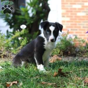 Twila, Border Collie Puppy