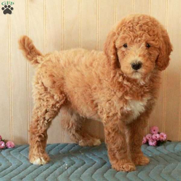 Twilight, Standard Poodle Puppy