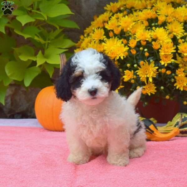 Twinkle, Mini Bernedoodle Puppy