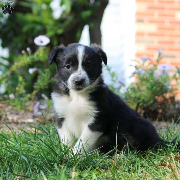 Twinkle, Border Collie Puppy