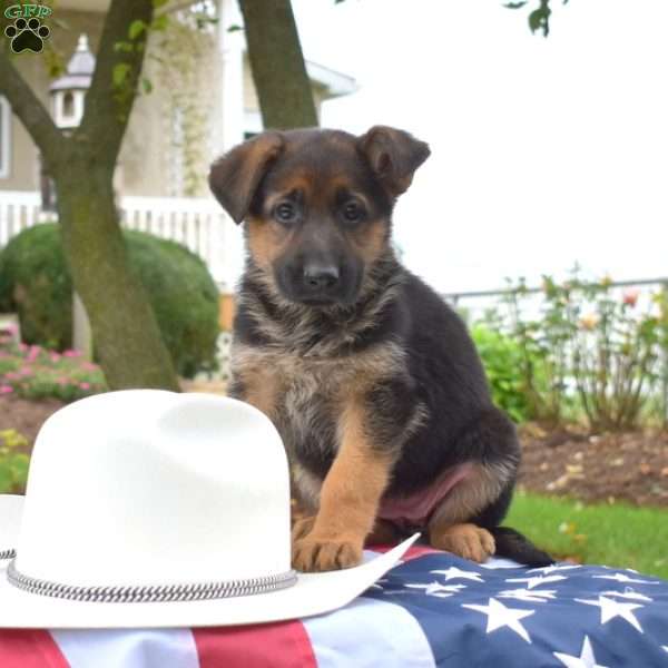 Twinkle, German Shepherd Puppy