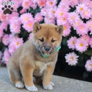 Tyler, Shiba Inu Puppy