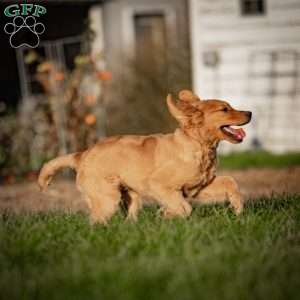 Tyler, Golden Retriever Puppy