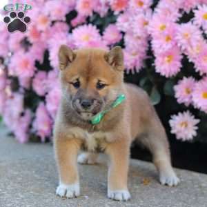 Tyler, Shiba Inu Puppy