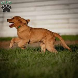 Tyler, Golden Retriever Puppy