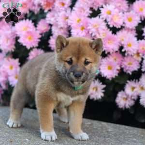 Tyler, Shiba Inu Puppy