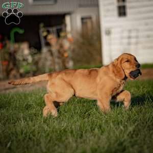 Tyler, Golden Retriever Puppy