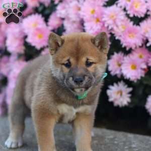 Tyler, Shiba Inu Puppy